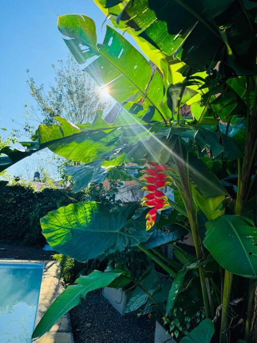 Apart El Altillo, loft ambientes abiertos 6 pax en Cataratas pileta compartida - Apartamento de 2 dormitorios - 43