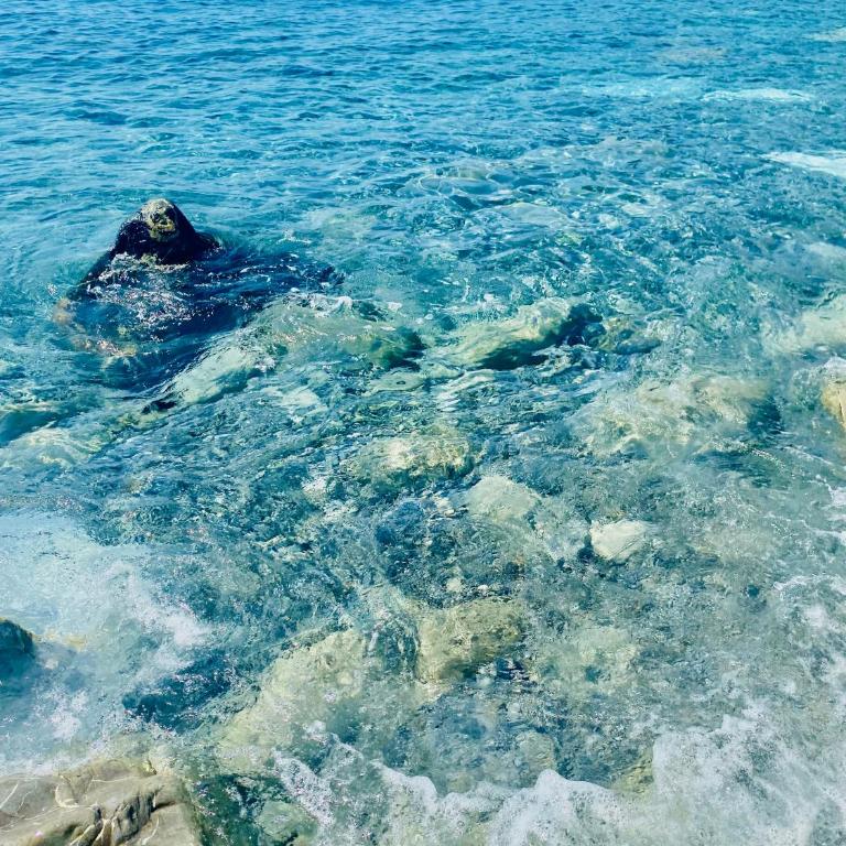 il Nido sul mare con accesso diretto alla spiaggia - Casa Vacanze - 77