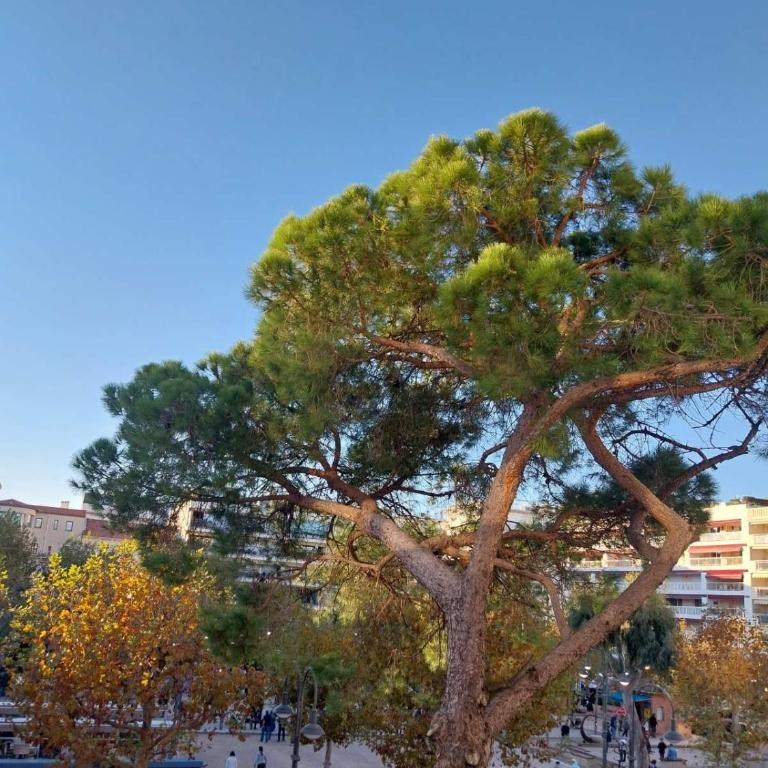 Palm beach Cannes La Brise - Appartement 1 Chambre - 4