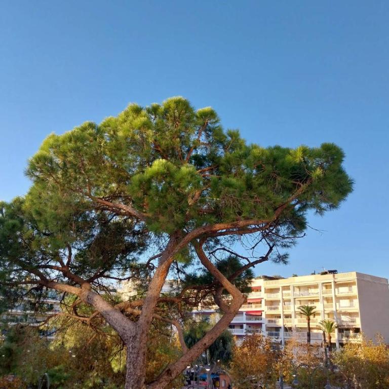 Palm beach Cannes La Brise - Appartement 1 Chambre - 31