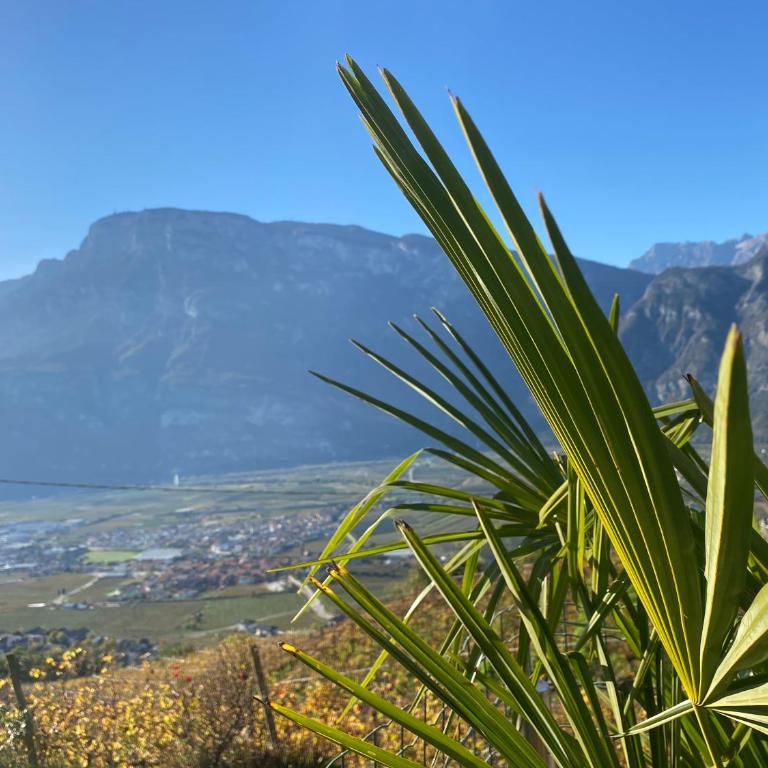 Agritur Chalet Belvedere - Apartment mit 3 Schlafzimmern - 5
