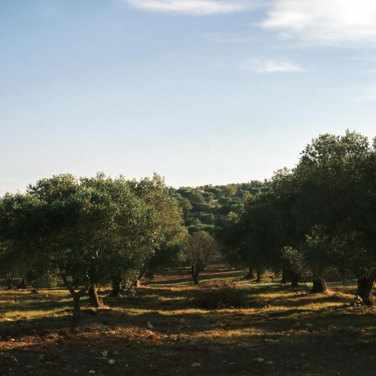 Villa Quercia Puglia - Villa Deluxe - 19