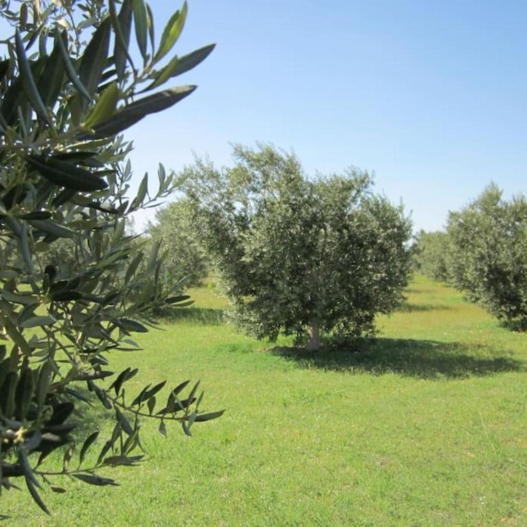 Country house in Arles Provence peaceful and lovely - Apartamento de 1 dormitorio - 19