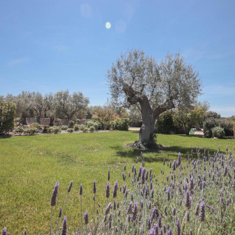 TD Trulli di Montaltino with Stunning Huge Pool - Casa Vacanze - 15