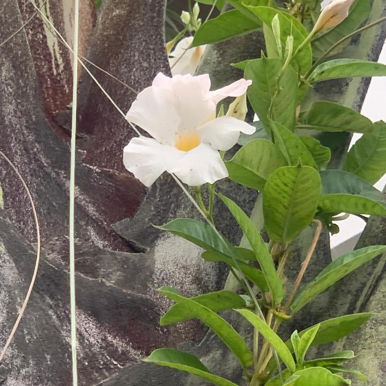 Suite Los Naranjos - Two-Bedroom Apartment - 13