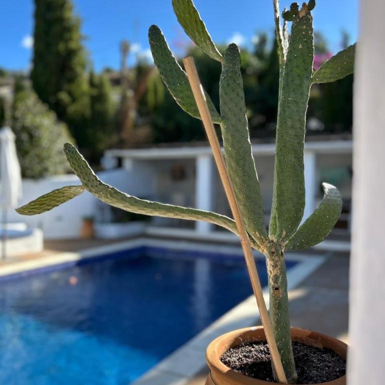 Casa Bizon - Your holiday oasis with private pool - Casa de 3 dormitorios - 11