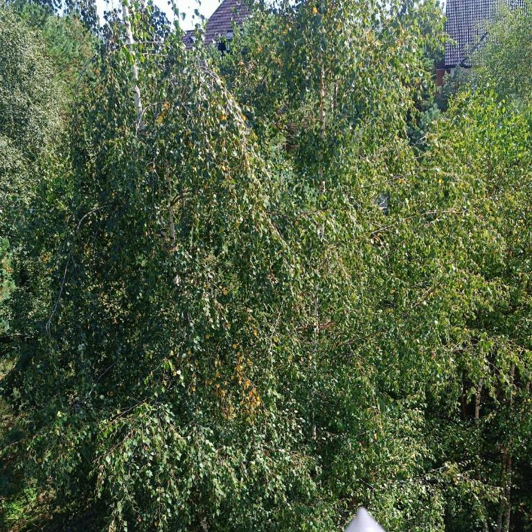 Forest Nest Divčibare - Apartman sa 1 Spavaćom Sobom - 5