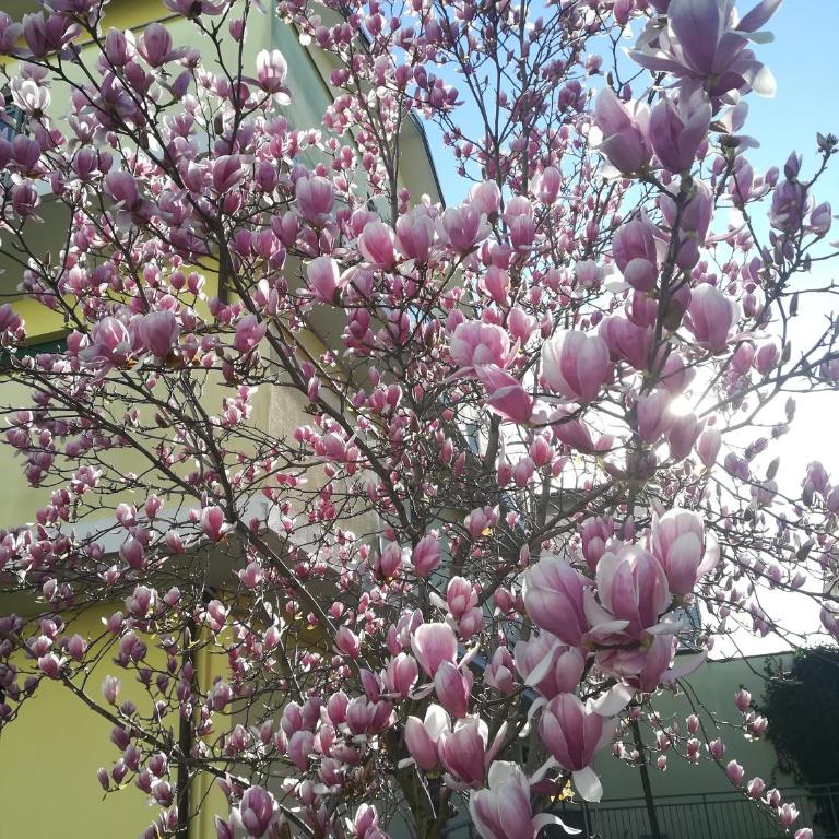 La Magnolia di Ravenna - Casa con 1 Camera da Letto - 7