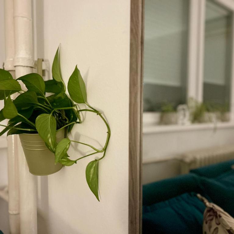 Surya - Apartman sa 1 Spavaćom Sobom - 11