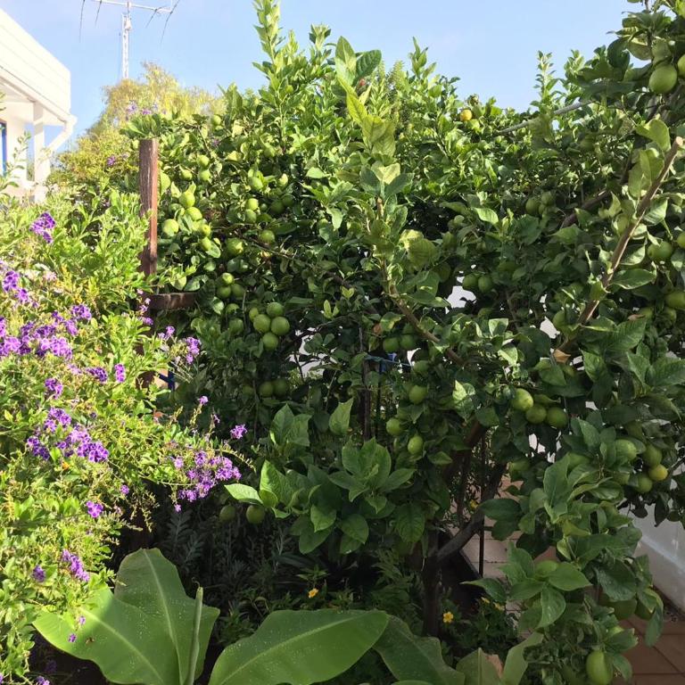 Oceanfront Apt in Private Villa - Next to the Beach - One-Bedroom Apartment - 30