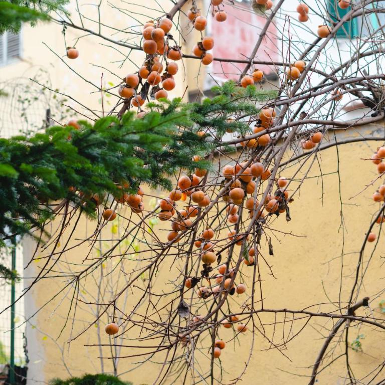 Charming Apartment in the Heart of Santo Spirito - One-Bedroom Apartment - 42