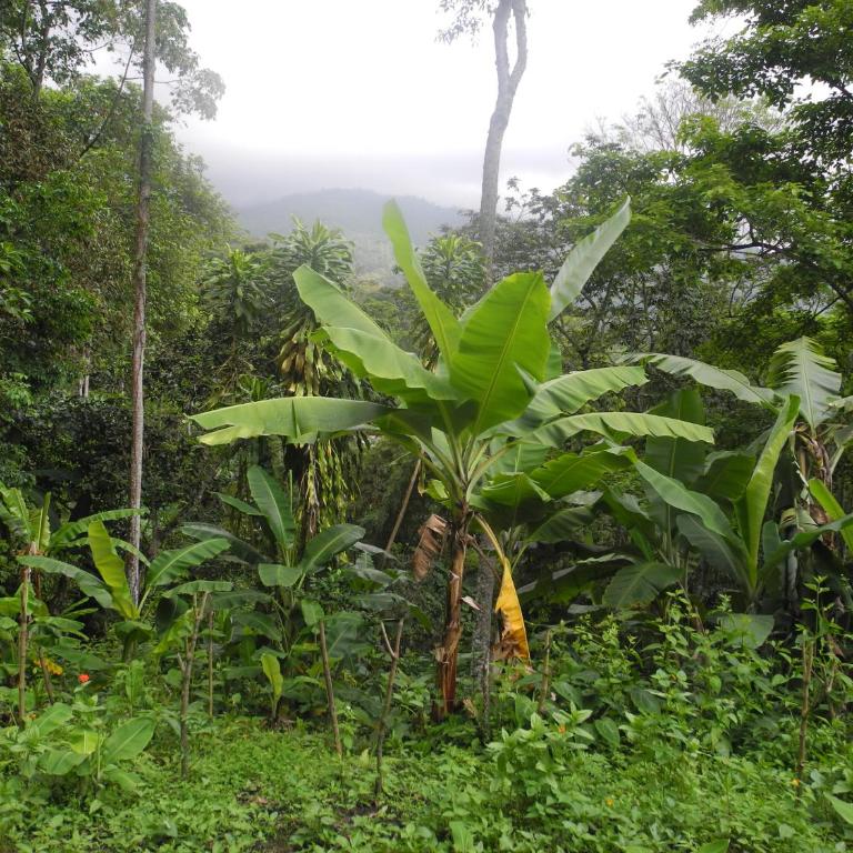 Mogambo Ecolodge - Chalet de 2 dormitorios - 11