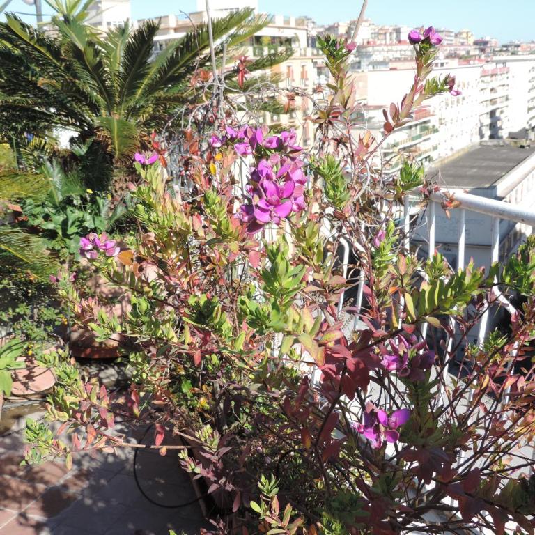 Sinfonia di Napoli - Appartamento con 1 Camera da Letto e Terrazza - 64