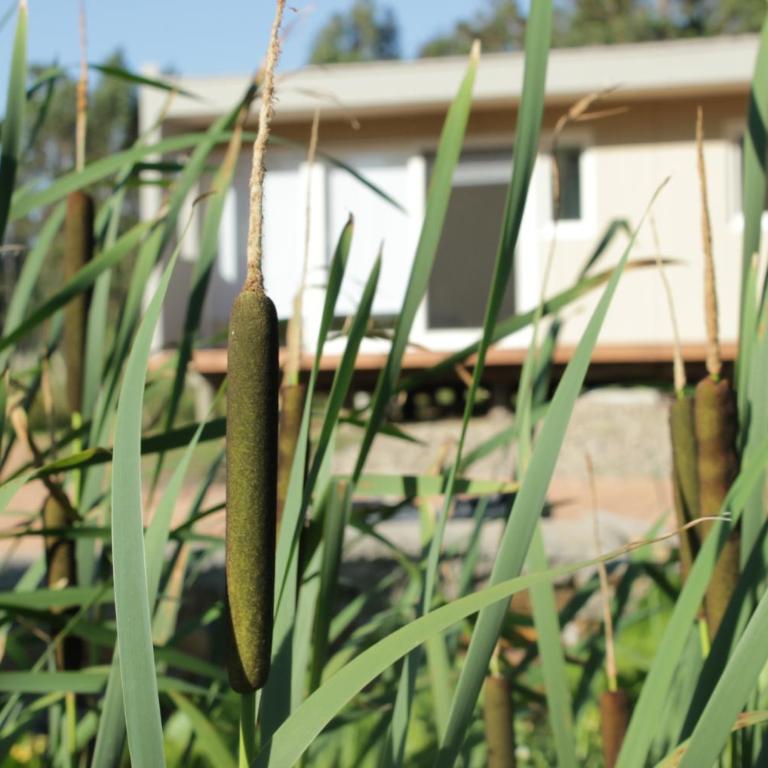 Rincon del Diario - Bungalow de un dormitorio - 11