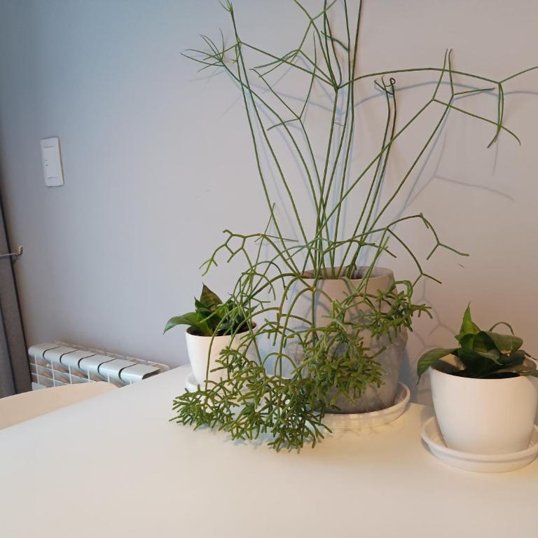 Depto céntrico excelente ubicación, con cochera, pileta y patio - Apartamento con vistas al jardín - 16