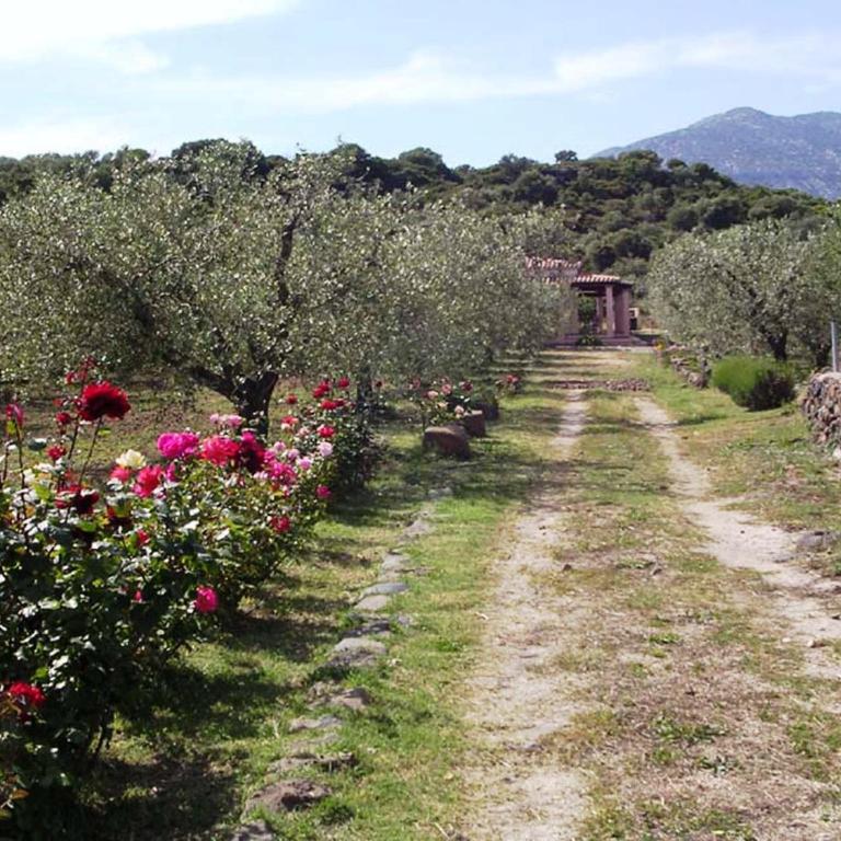 Villa degli Ulivi e delle Rose - Casa con 2 Camere da Letto - 8