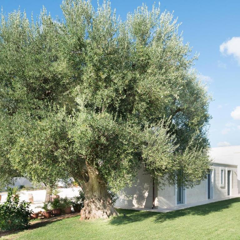 Masseria Il Mandorlo Fiorito con piscina - Superior Villa - 23