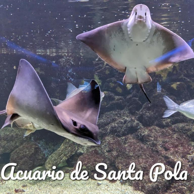 Best Holiday Santa Pola - Apartamento de 1 dormitorio - 26