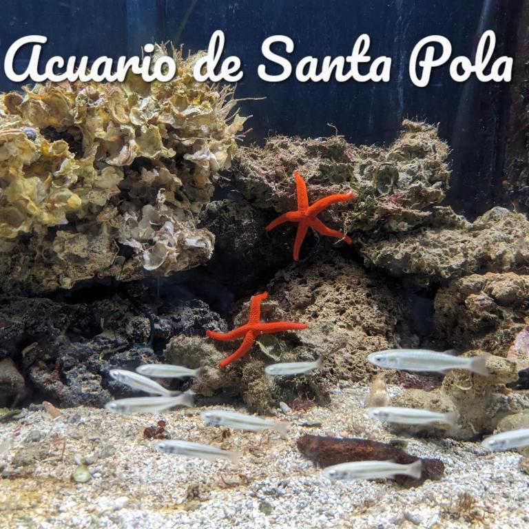 Best Holiday Santa Pola - Apartamento de 1 dormitorio - 25