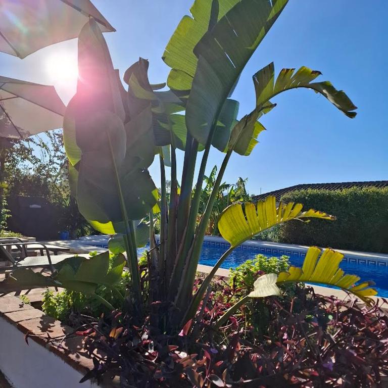 La Sureña - One-Bedroom Apartment - 21