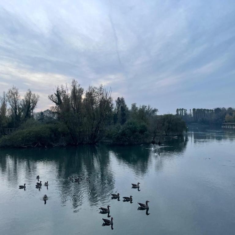 Appartamento zona fiera Treviso - Apartamento de 1 dormitorio - 9