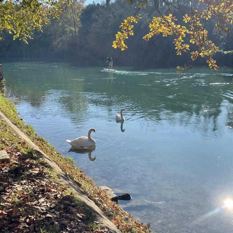 Appartamento zona fiera Treviso - Apartamento de 1 dormitorio - 11