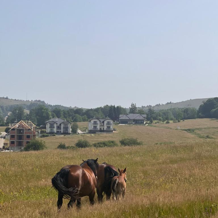 Vila Eden Lux - Apartman sa 1 Spavaćom Sobom - 20