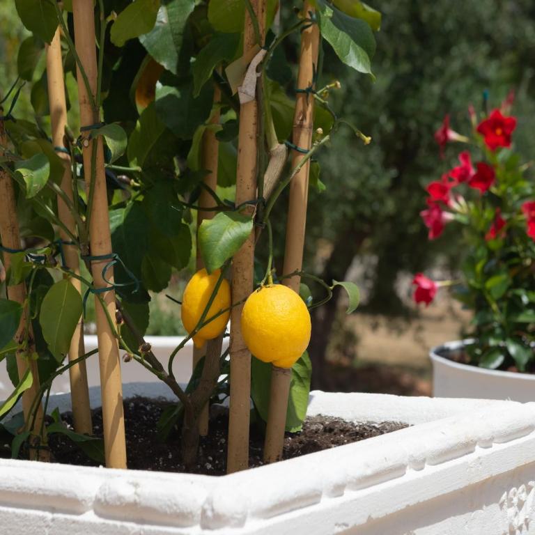 Country House in Puglia with Pool & Pizza Oven - Casa Vacanze con 3 Camere da Letto - 36