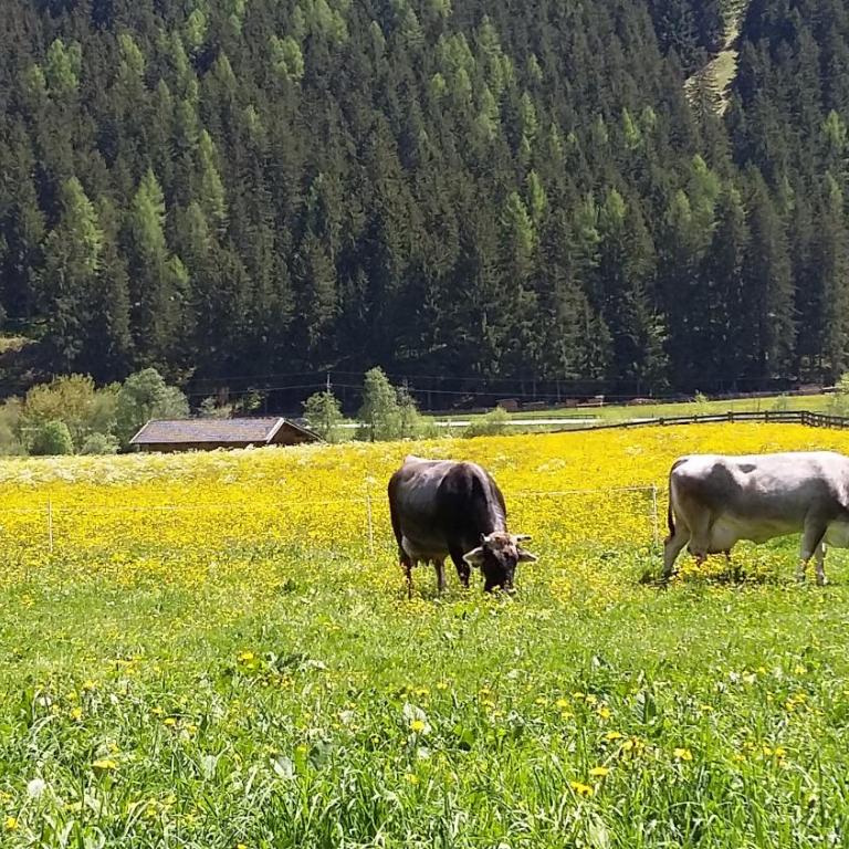 Landhaus Alpensonne - Apartment mit 2 Schlafzimmern - 60