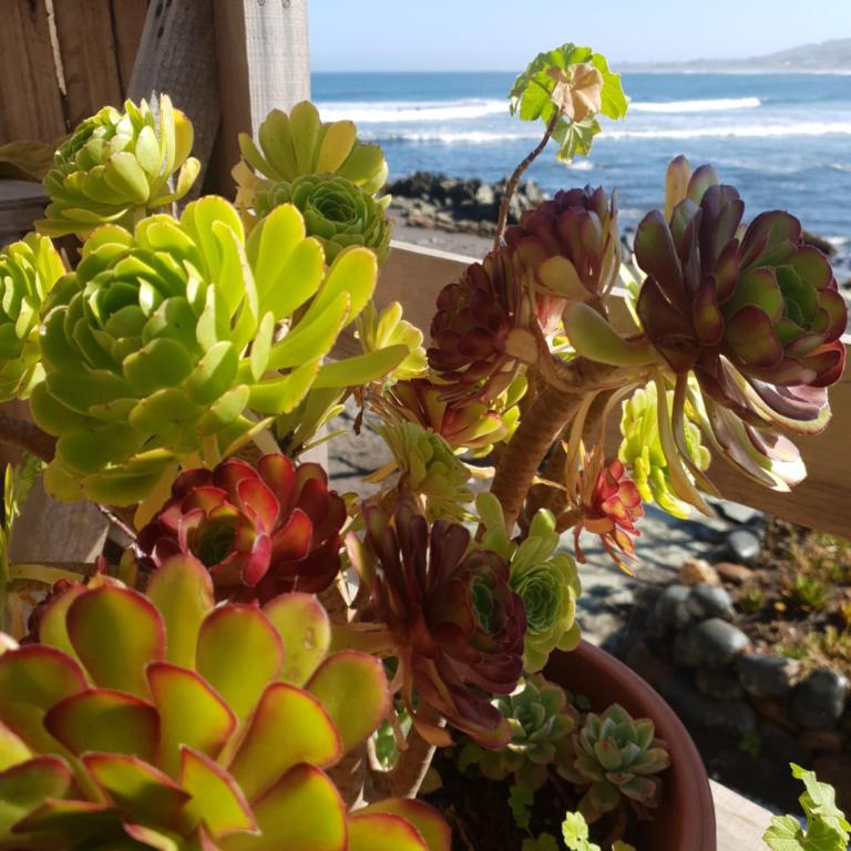 Beach Surf Front-Mareva House - Casa con 1 dormitorio - 3