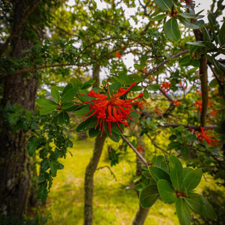 Refugios Australes - Cerro Castillo - Carretera Austral - Patagonia - Two-Bedroom Chalet - 53