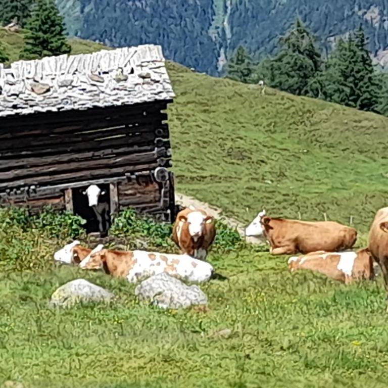 Ferienhaus Grofn - Ferienhaus - 31