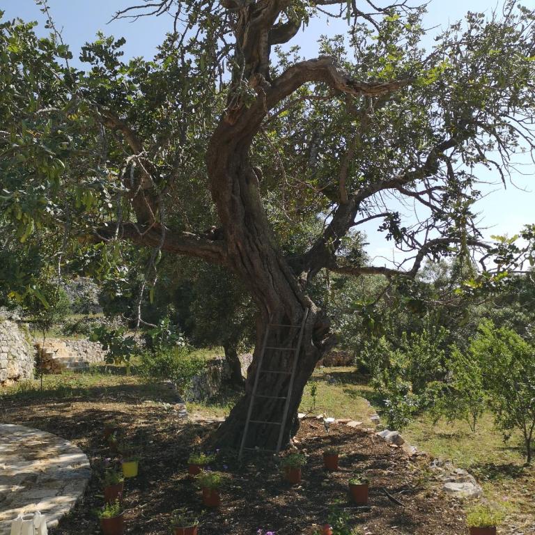 Eremo di San Giusto - Trullo Vista Mare - Villa con Vista Mare - 97