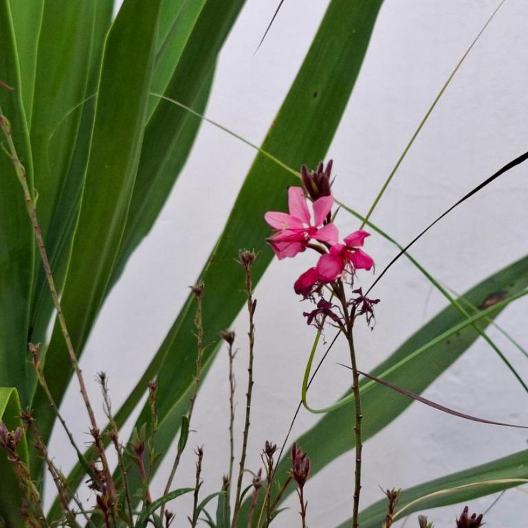 Departamento de dos plantas en zona centro San José, Entre Ríos - Apartamento de 2 dormitorios - 27