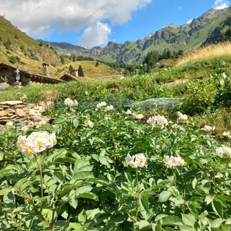 Baita Codirosso a Case di Viso - Chalet con 2 Camere da Letto - 11