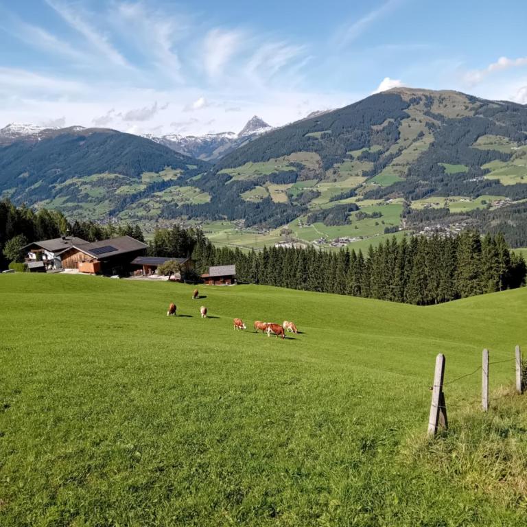 Ferienhaus Hochwimmer - Apartment mit 1 Schlafzimmer und Terrasse - 19