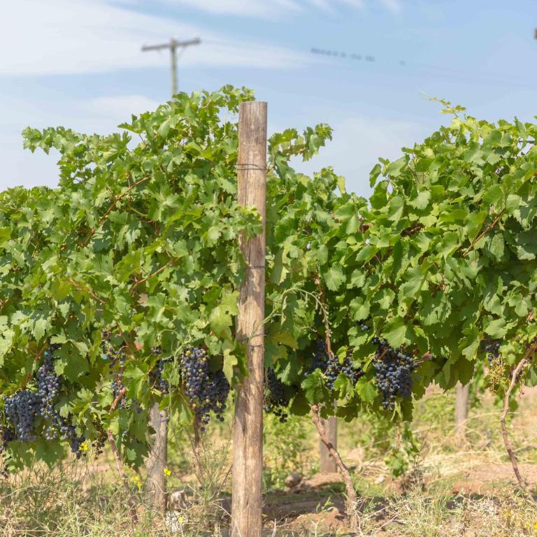 Coirones del Pedemonte - Villa de 2 dormitorios - 26
