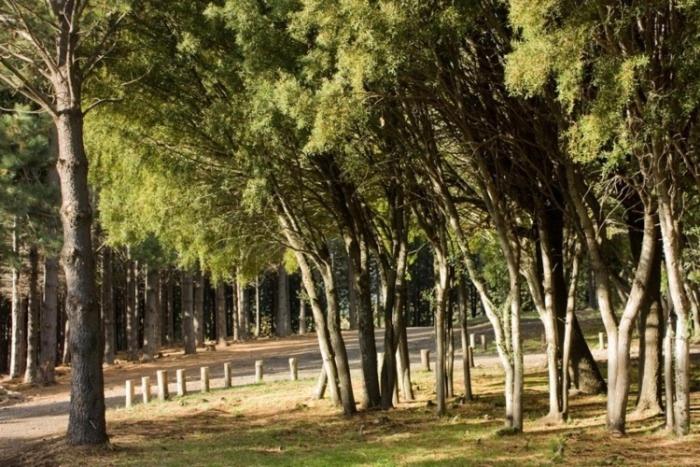 Casa ZenPine - One-Bedroom House - 20