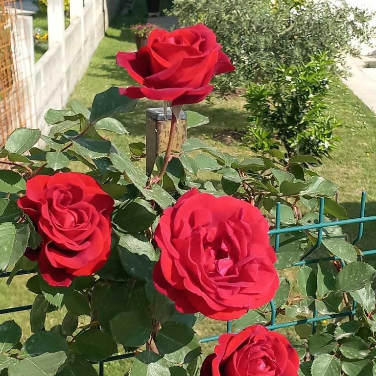 Apartmani Markovic jednosoban - One-Bedroom Apartment - 11