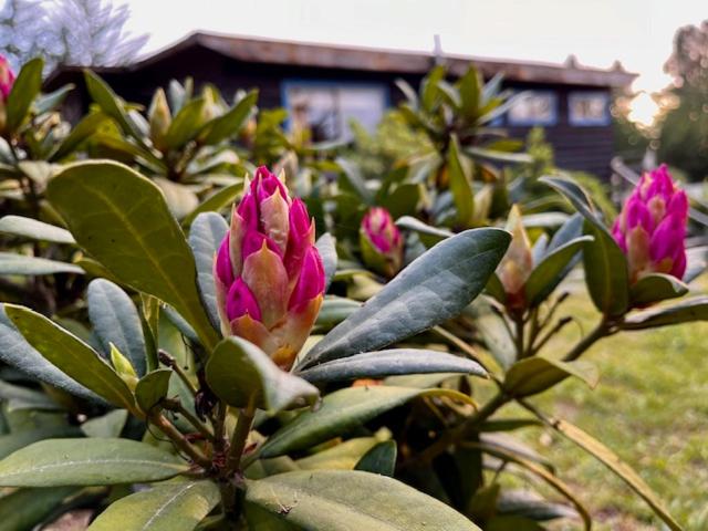 Cabañas Bosques de Puertecillo - Two-Bedroom House - 23