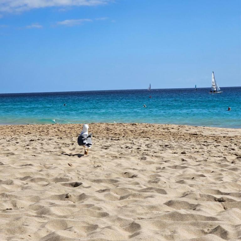 Apartament Caleta II - One-Bedroom Apartment - 7