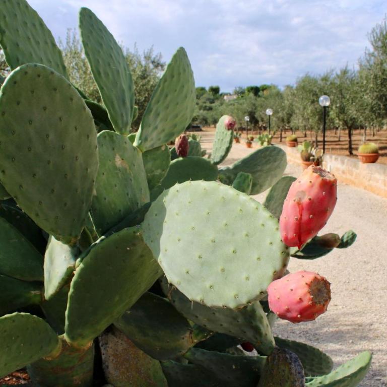 I Trulli di Gina Appartamento 4 persone - Appartamento - 67