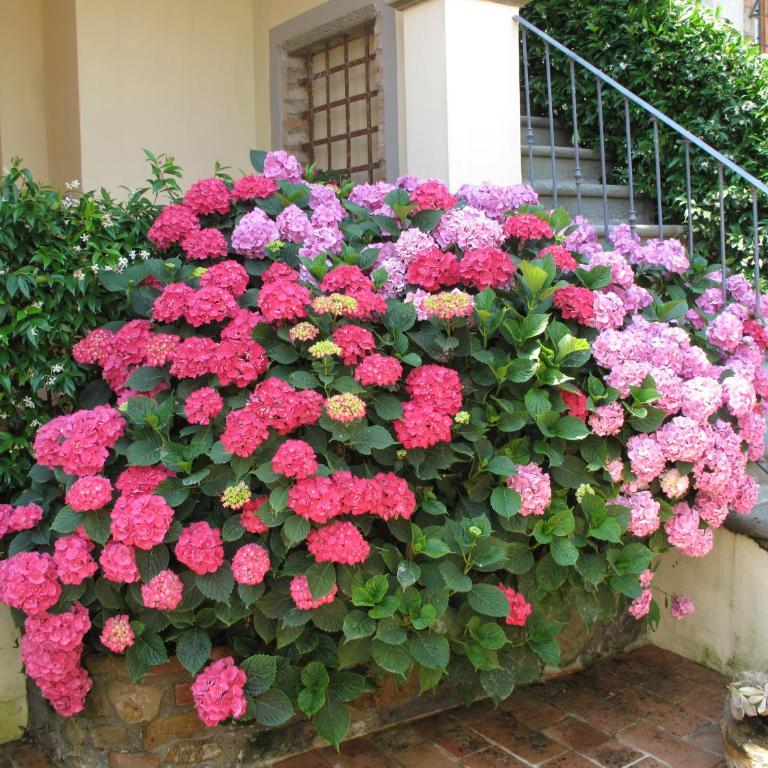 Borgo dei Cadolingi - Appartamento - Piano Terra - 5