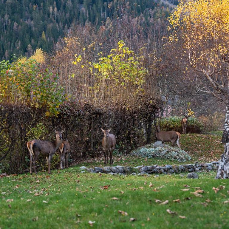 Chalet la Pagode, vue Mont-Blanc et jardin privé - Appartamento con 2 Camere da Letto - 4