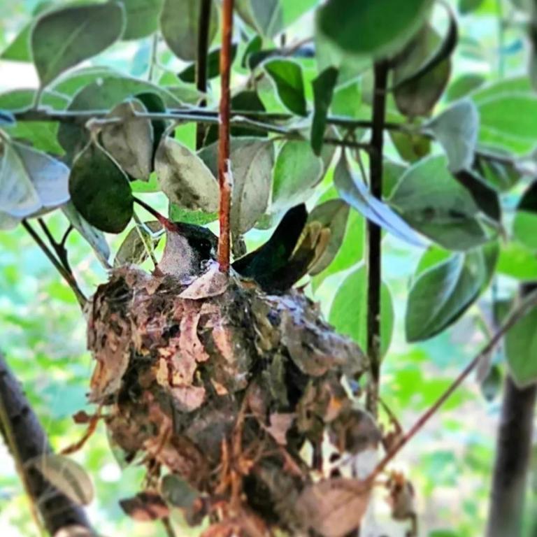 Buenavista Cabañas - Bungalow de 2 dormitorios - 42