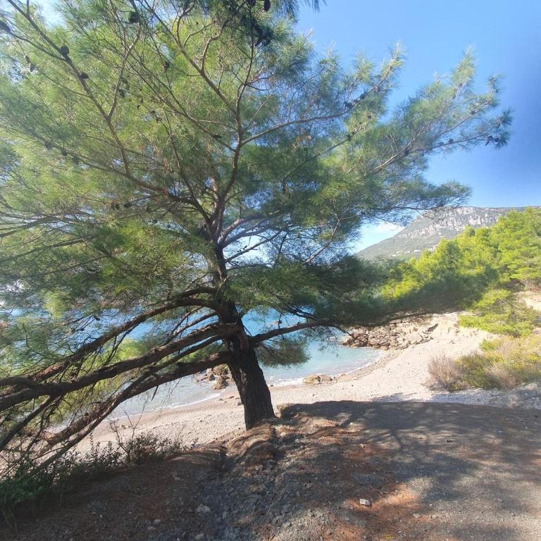 Traumhafte Wohnung mit Meerblick in Sutomore - Apartman sa 1 Spavaćom Sobom - 9