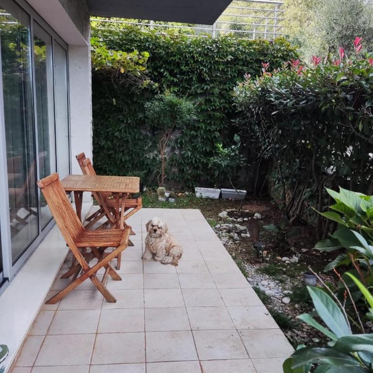 Acacia Hill olive tree apartment - One-Bedroom Apartment - 22