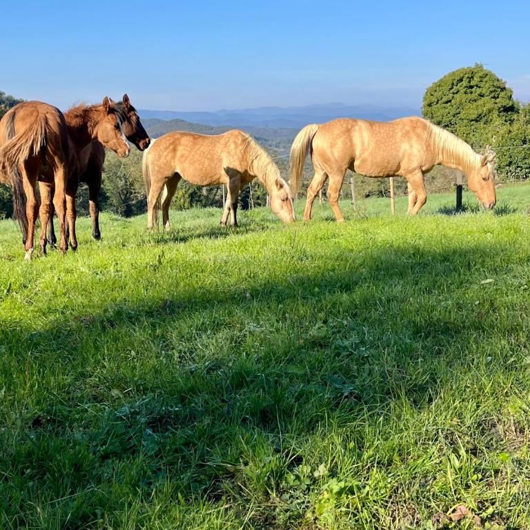 LA PRUNETINA, Mugello Serene Country Residence near MUGELLO GP - Casa con 4 camere da letto - 27