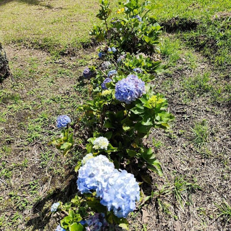 Finca Villa Isaura, Carmen del Viboral - Chalet - 25