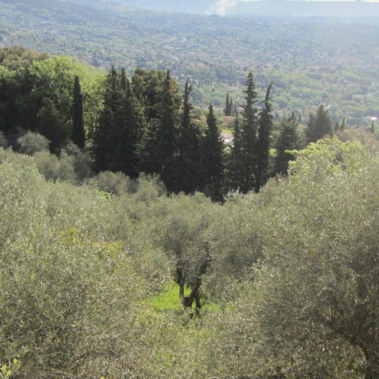 villa des oliviers - Chambre Double - 19